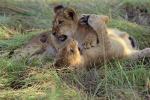 Lion, cub, Africa, AMFV02P02_03.0493