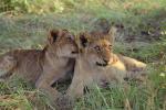 Lion, cub, Africa, AMFV02P02_04.0493