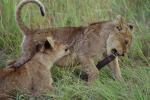 Lion, cub, Africa, AMFV02P02_05.0493