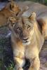 Lion, female, Africa, AMFV02P02_06.0493