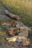 Lion, female, cub, Africa, AMFV02P02_07.0493