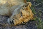 Lion, female, Africa, AMFV02P02_08.0493