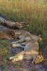 Lion, female, cub, Africa, AMFV02P02_09.0493