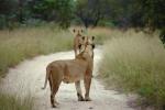 Lion, female, Africa, AMFV02P02_11.0493