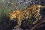 Cheetah, Africa, AMFV02P02_13.0493