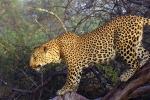 Cheetah, Africa, AMFV02P02_14.0493
