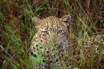 Cheetah, Africa, AMFV02P02_15.0493