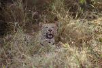 Cheetah, Africa, AMFV02P02_16.0493