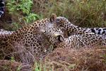 Cheetah, Africa, AMFV02P02_17.0493
