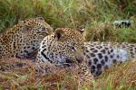 Cheetah, Africa, AMFV02P02_18.0493