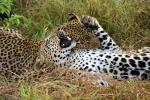 Cheetah, Africa, AMFV02P02_19.0493
