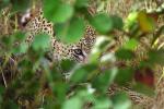 Cheetah, Africa, AMFV02P03_01.0493