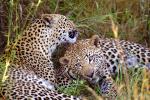 Cheetah, Africa, AMFV02P03_02.0493