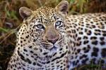 Cheetah, Africa, AMFV02P03_04.0493
