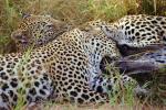Cheetah, Africa, AMFV02P03_05.0493