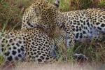 Cheetah, Africa, AMFV02P03_06.0493