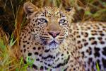 Cheetah, Africa, AMFV02P03_07.0493