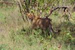 Lion, female, Africa, AMFV02P03_09.0493