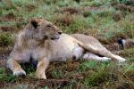 Lion, female, Africa, AMFV02P03_14.0494