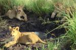 Lion, cub, Africa, AMFV02P03_16.0494