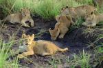 Lion, cub, Africa, AMFV02P03_17.0494