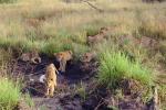 Lion, cub, Africa, AMFV02P03_18.0494