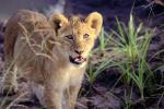 Lion, cub, Africa, AMFV02P03_19.0494