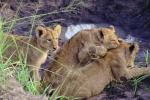Lion, cub, Africa, AMFV02P04_01.0494