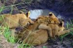 Lion, cub, Africa, AMFV02P04_02.0494