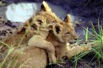 Lion, cub, Africa, AMFV02P04_03.0494
