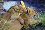 Lion, cub, Africa, AMFV02P04_04.0494