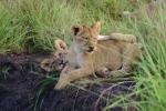Lion, cub, Africa, AMFV02P04_05.0494