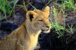 Lion, cub, Africa, AMFV02P04_06.0494