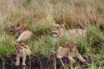 Lion, female, cub, Africa, AMFV02P04_07.0494