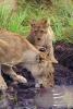 Lion, female, cub, Africa, AMFV02P04_08.0494