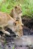 Lion, female, cub, Africa, AMFV02P04_09.0494