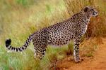 Cheetah, Africa, AMFV02P04_10.0494