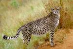 Cheetah, Africa, AMFV02P04_11.0494