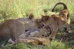Lion female, Africa, AMFV02P04_15.0494