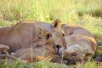 Lion female, Africa, AMFV02P04_16.0494