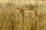 Lion female, Africa, AMFV02P05_04.0494
