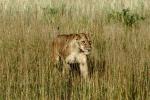 Lion female, Africa, AMFV02P05_05.0494