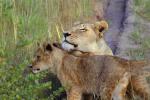Lion Cub, female, Africa, AMFV02P05_06.0494
