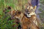 Lion Cub, Africa, AMFV02P05_07.0494