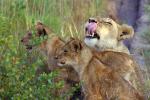 Lion Cub, Africa, AMFV02P05_08.0494