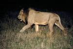 Lion, Male, Africa, AMFV02P05_10.0493