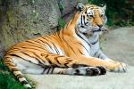 Siberian Tiger (Panthera tigris), AMFV02P05_11