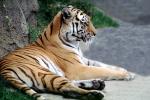 Siberian Tiger profile, (Panthera tigris), AMFV02P05_13