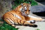 Siberian Tiger, (Panthera tigris), AMFV02P05_14
