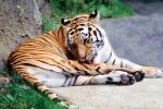 Siberian Tiger, (Panthera tigris), AMFV02P05_15